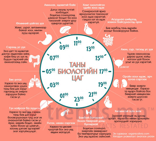 Таны биеийн биологийн цаг: