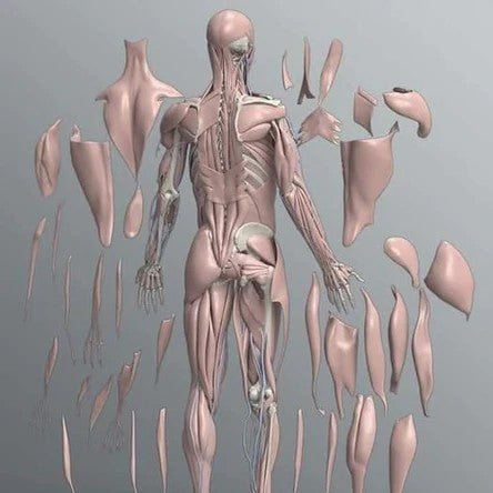 Хүний биеийн булчин